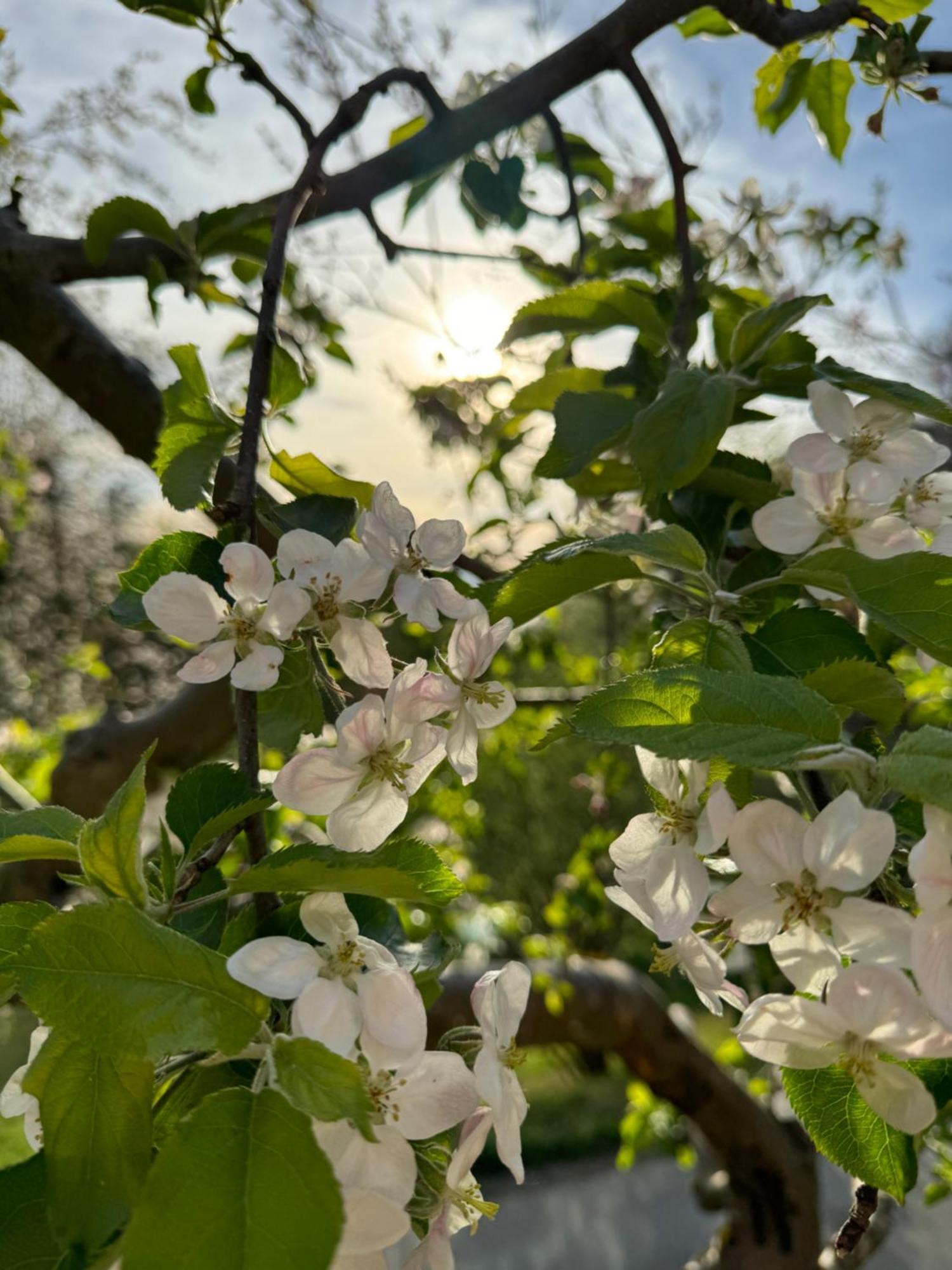 Pettinger Stoeckl Villa Heimschuh Dış mekan fotoğraf